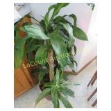 beautiful corn plant