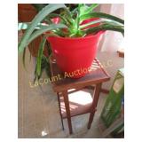 small plant stand w aloe vera plant