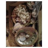 assorted seashells coral