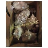 assorted seashells conch shells