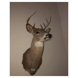 Deer head