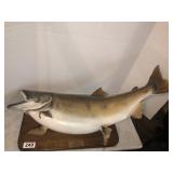 Chinook (King) salmon wall mount Lake Ontario