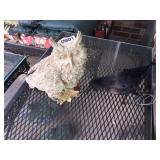 Garden owl and blackbird decoy