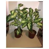 2 faux rubber plants 31in tall