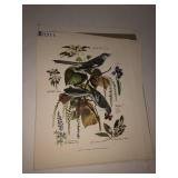 Unframed bird and other prints