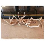 Natural Antler Sheds