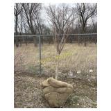 Kwanzan flowering cherry 3'