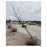 Crimson maple 2 1/2'