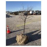 Royal raindrop crabapple 2'