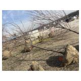 Shademaster locust 3.5'