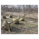 Shademaster locust 3'