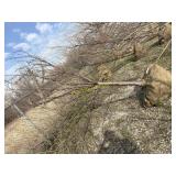 Kwanzan flowering cherry 3'