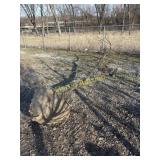 Thornless honey locust 5'