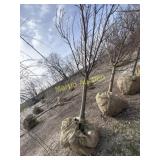 Kwanzan flowering cherry 3'