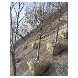 Spring snow crabapple 3'