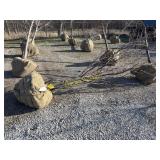 Kwanzan flowering cherry 3'