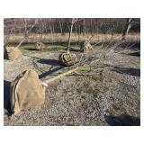 Autumn Blaze Maple 4'