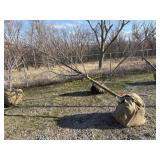 Red sunset, maple 3'