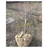 October glory maple 4'