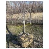 Red sunset, maple 3'