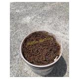 Bucket of nails