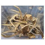 tote full of deer antlers    RWB