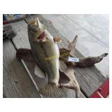 largemouth Bass mount   RWB