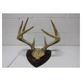 Mounted Antlers