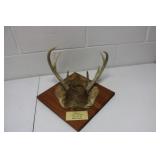 Mounted Antlers