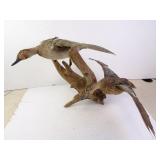 Blue Winged Teal Duck Pair Taxidermy Mount on