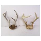 Lot of 2 Buck Deer Horn Racks