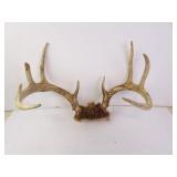 9-Point Buck Deer Antlers