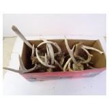 Lot of Misc. Deer Antlers