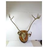 Caribou Antler Mount on Wood Plaque (Painted) -