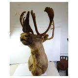 RARE Velvet Antler Adult Caribou Shoulder Mount -