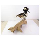 Taxidermy Merganser Duck Mount on Driftwood