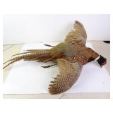 Taxidermy Pheasant Wall Mount - 32" Length