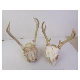 Lot of 2 Buck Deer Skulls with Antlers