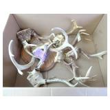 Lot of Misc. Deer Buck Antlers