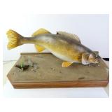 Large 26.5" Walleye Taxidermy Mount on Lake Floor