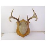 7-Point Buck Deer Antlers on Velvet Wood Plaque