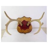 8-Point Buck Deer Antlers on Shield Plaque - 8.5"