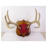 8-Point Buck Deer Antlers on Shield Plaque - 8"