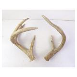 Pair of Large Deer Antlers