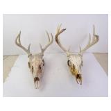 Lot of 2 Deer Skulls with Antlers