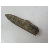 Belemnite Squid Fossil - 3 inch