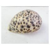 Large Tiger Cowrie Shell