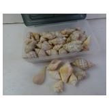 Lot of Seashells - Banded Tulip & Related