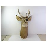 7pt. Buck Deer Head Taxidermy Mount
