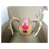 13 Point Buck Deer Mount on Plaque